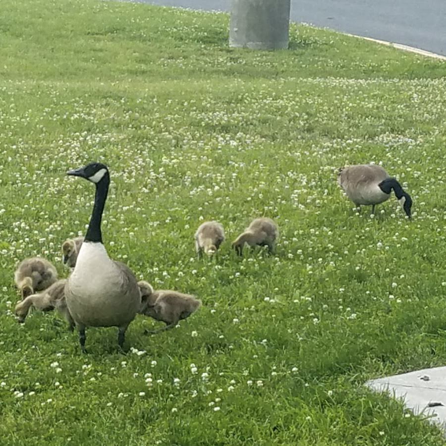 Picture of Canadian Geese, and their babies waddling behind them.