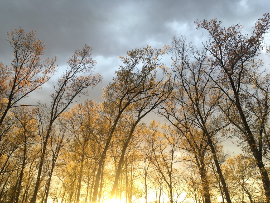 If I was a&nbsp;Bird